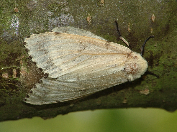 Lymantria dispar