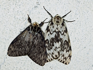 Lymantria monacha