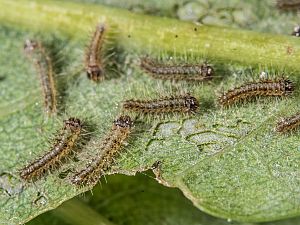 Ocneria rubea