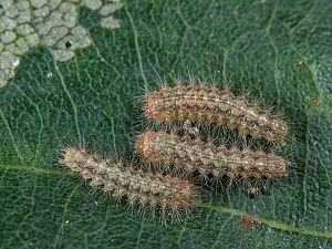 Ocneria rubea