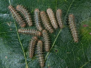 Ocneria rubea