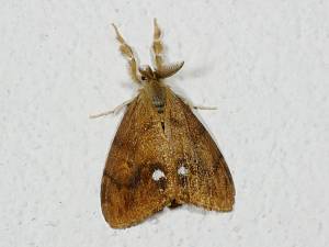 Orgyia antiqua