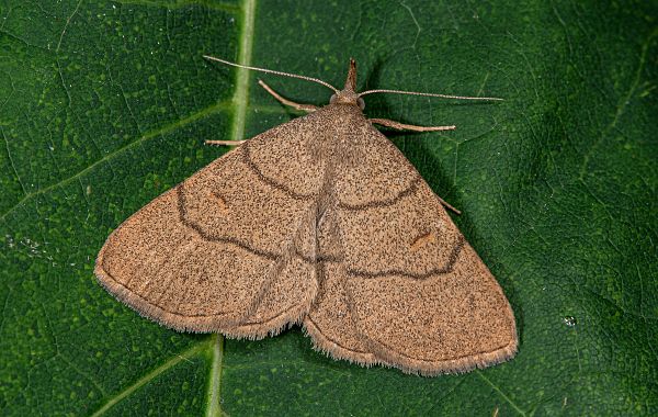 Paracolax tristalis