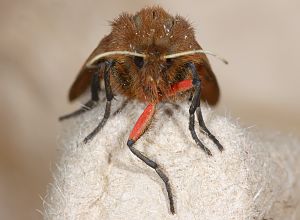 Phragmatobia fuliginosa