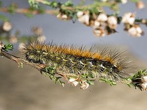 Diacrisia purpurata