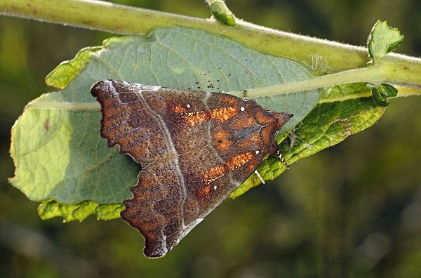 Scoliopteryx libatrix