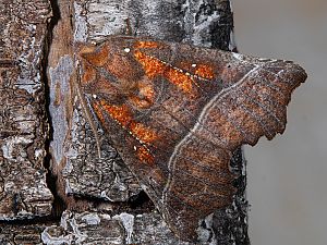 Scoliopteryx libatrix