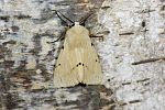 Spilosoma lutea