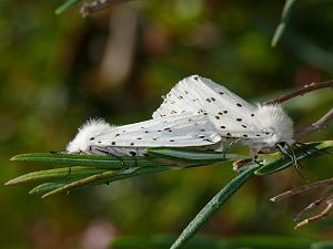 Spilosoma lubricipeda