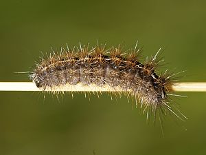 Spilosoma lubricipeda