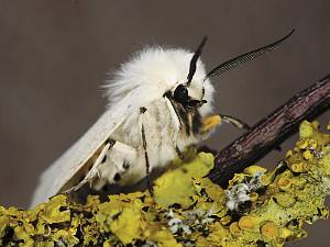 Spilosoma lubricipeda