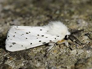 Spilosoma lubricipeda