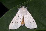 Spilosoma lubricipeda