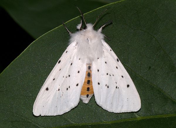 Spilosoma lubricipeda