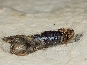 Spilosoma urticae