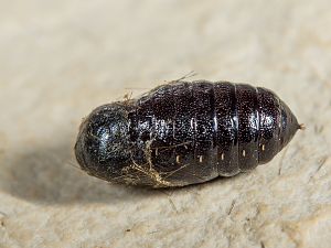 Spilosoma urticae