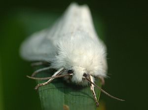 Spilosoma urticae