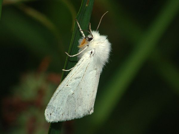 Spilosoma urticae