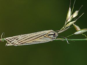 Spiris striata