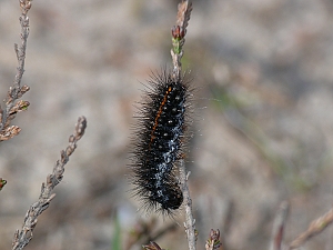 Spiris striata