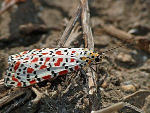 Utetheisa pulchella