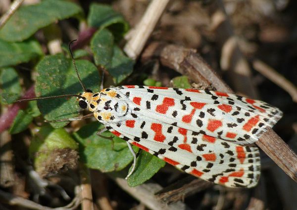 Utetheisa pulchella