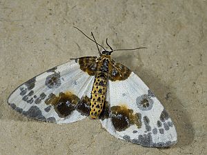 Abraxas sylvata