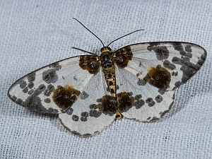 Abraxas sylvata