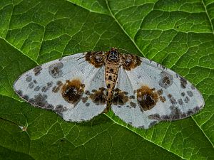 Abraxas sylvata