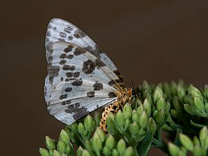 Abraxas sylvata