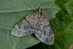 Acasis viretata