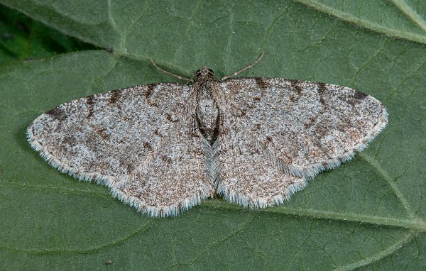 Aethalura punctulata