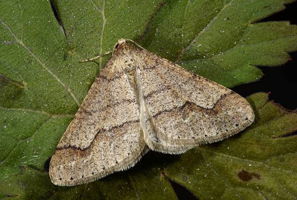 Agriopis marginaria