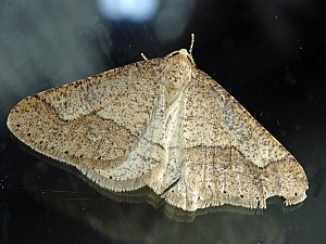 Agriopis marginaria