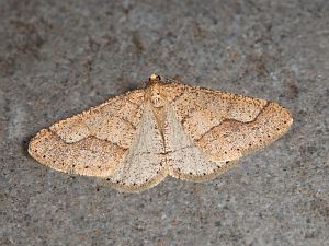 Agriopis marginaria
