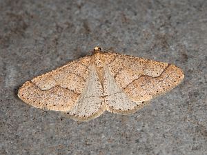 Agriopis marginaria