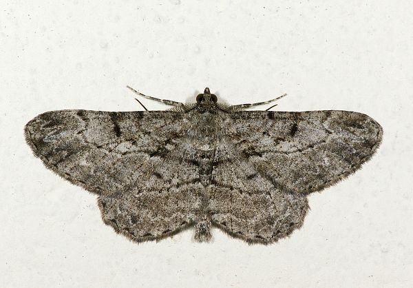 Alcis repandata