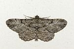 Alcis repandata
