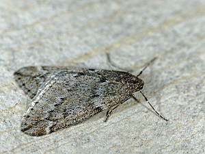 Alsophila aescularia