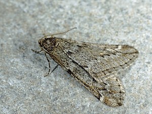 Alsophila aescularia