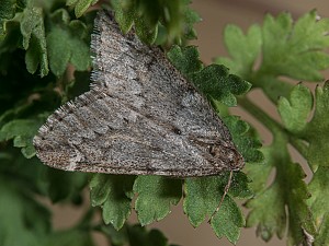 Alsophila aescularia