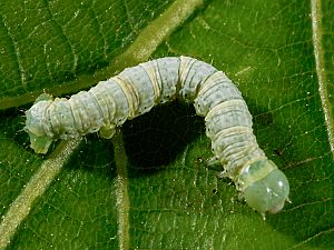 Alsophila aescularia