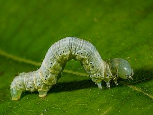 Alsophila aescularia