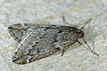 Alsophila aescularia