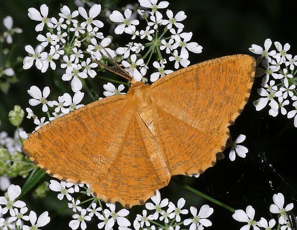 Angerona prunaria