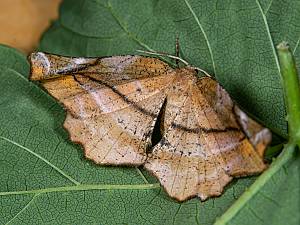 Apeira syringaria