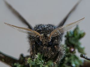 Apocheima hispidaria