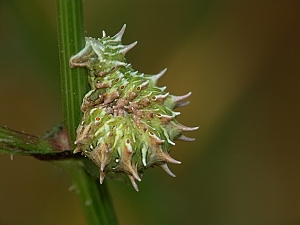 Apochima flabellaria