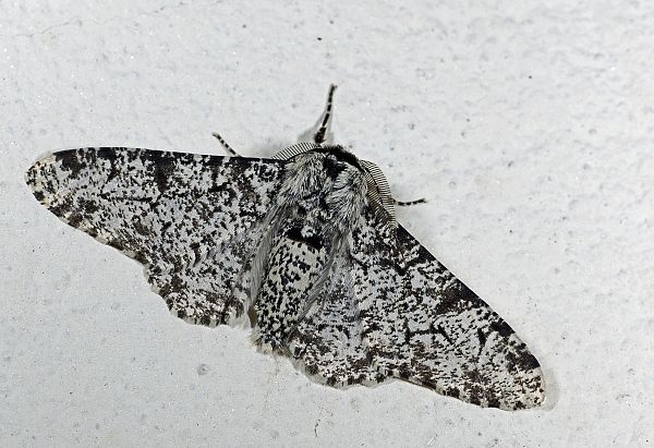 Biston betularia