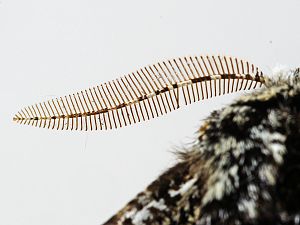 Biston strataria